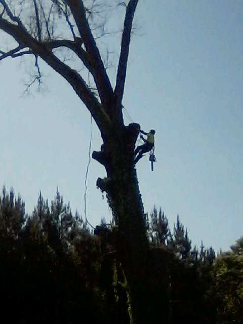 Aaron in tree
